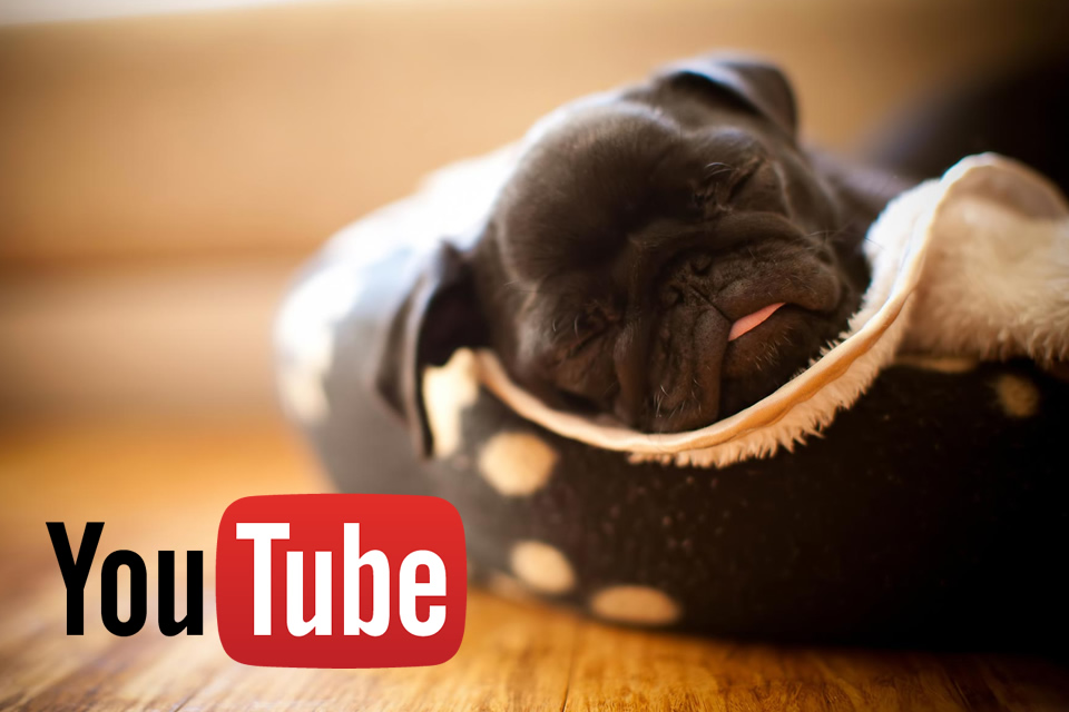 かわいすぎる 黒パグの子犬動画 5選 パグーグル ブサカワ犬 鼻ぺちゃ犬情報サイト