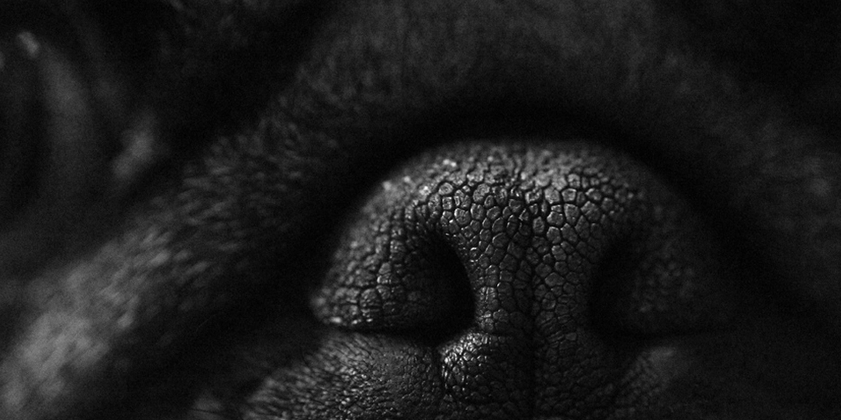 犬の逆くしゃみと気管虚脱の違いと原因 治療について パグーグル ブサカワ犬 鼻ぺちゃ犬情報サイト