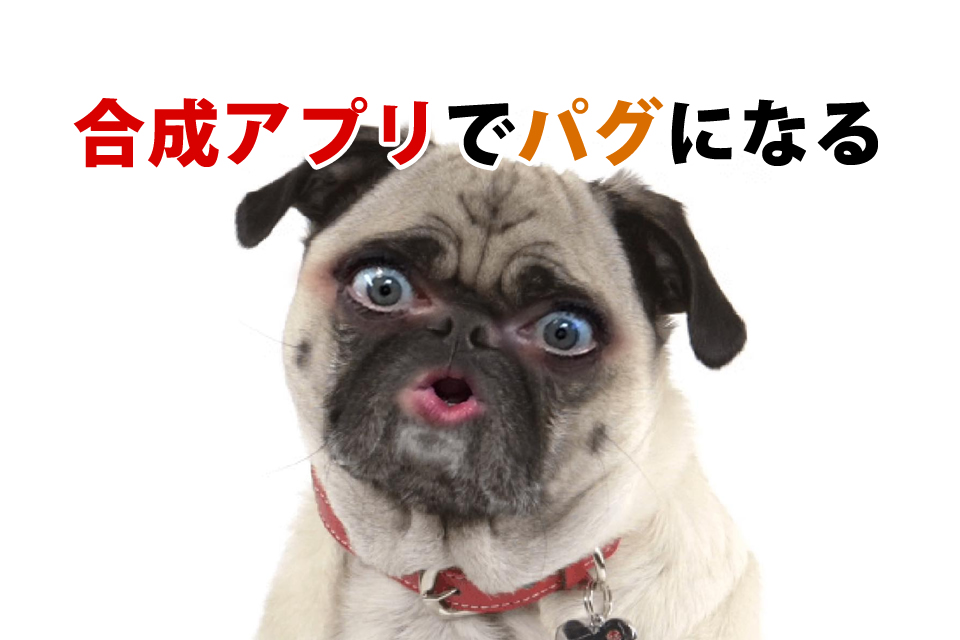 爆笑 パグになれるアプリ Snapchat Snow パグーグル ブサカワ犬 鼻ぺちゃ犬情報サイト
