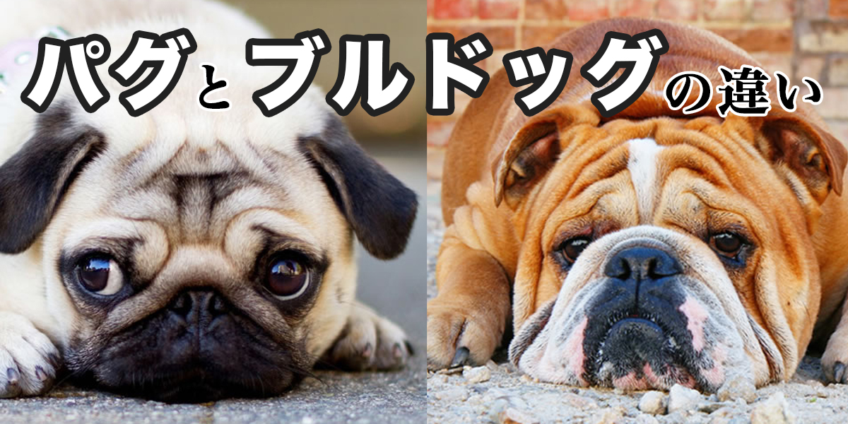 どっち パグとブルドッグの違い 特徴 性格 値段を比較 パグーグル ブサカワ犬 鼻ぺちゃ犬情報サイト