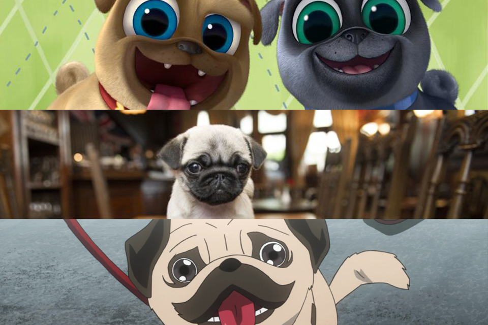 Puganime パグーグル ブサカワ犬 鼻ぺちゃ犬情報サイト