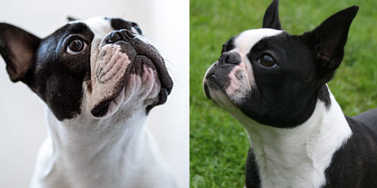 どっち？フレンチブルドッグとボストン・テリアの違い（飼いやすさ・性格・値段を比較） パグーグル ブサカワ犬