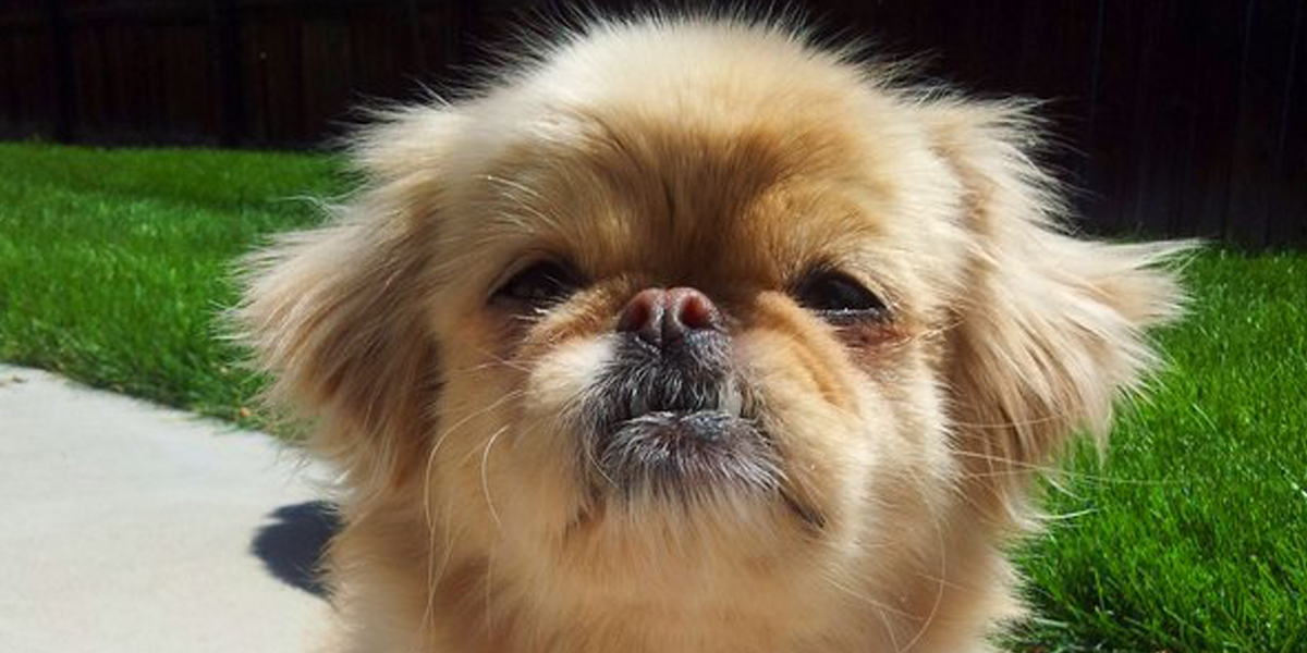 ペキニーズとチワワのミックス犬 ペキチーの値段と里親 ブリーダー情報 パグーグル ブサカワ犬 鼻ぺちゃ犬情報サイト