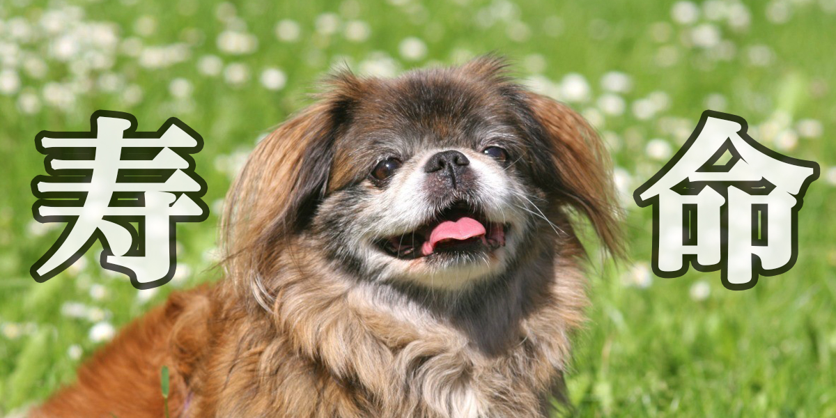 ペキニーズの寿命は短いの 平均寿命と長生きのために必要なこと パグーグル ブサカワ犬 鼻ぺちゃ犬情報サイト