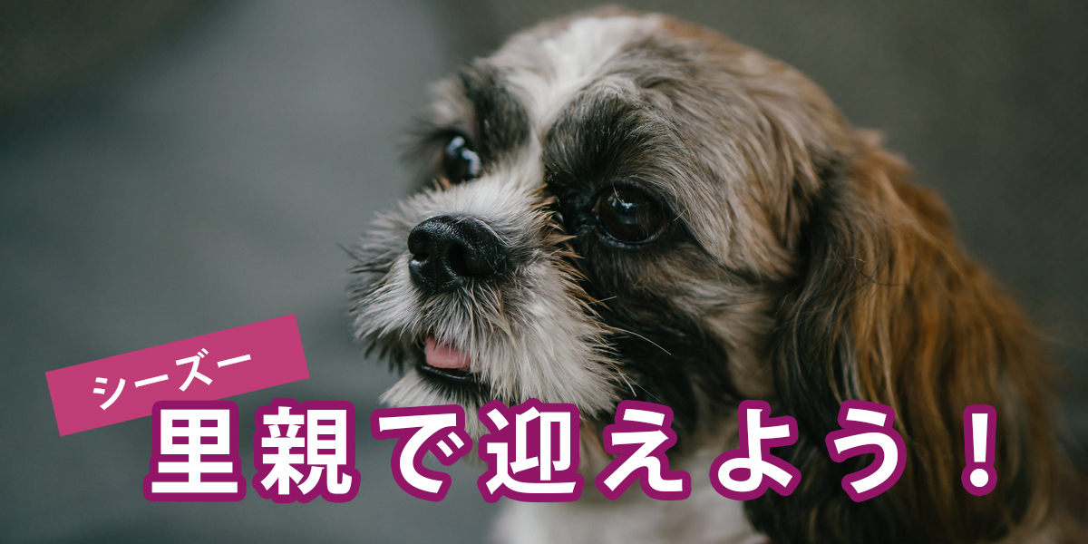 [ベスト] ジモティー 神奈川 犬 ただかわいい犬